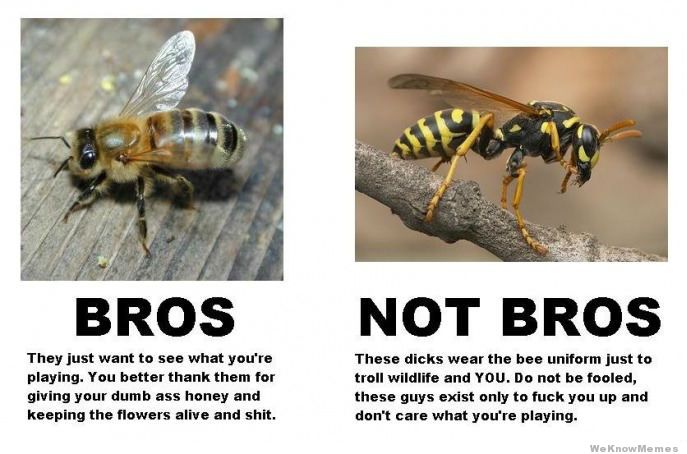 bees-are-bros-hornets-are-not